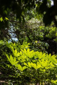 Jardin Exotique de Ponteilla, près de Perpignan