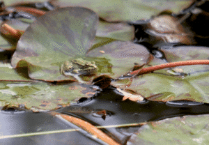Grenouille Jardin Exotique de Ponteilla