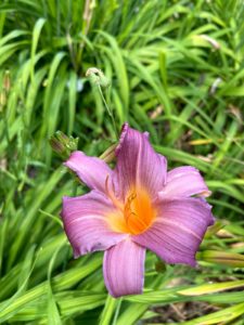 Fleur Jardin Exotique de Ponteilla