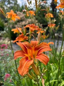 Fleur Jardin Exotique de Ponteilla